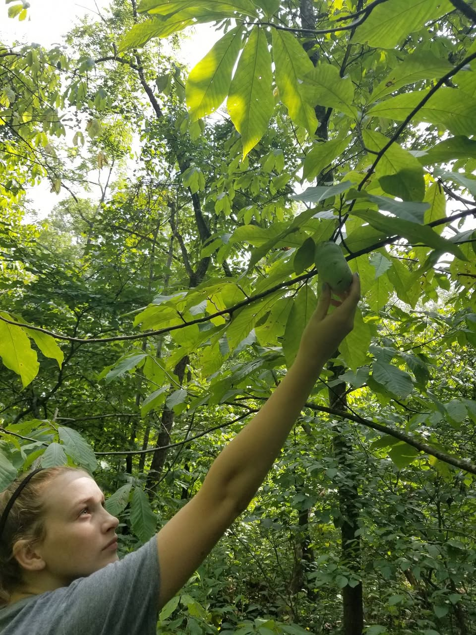 Pawpaw Tree